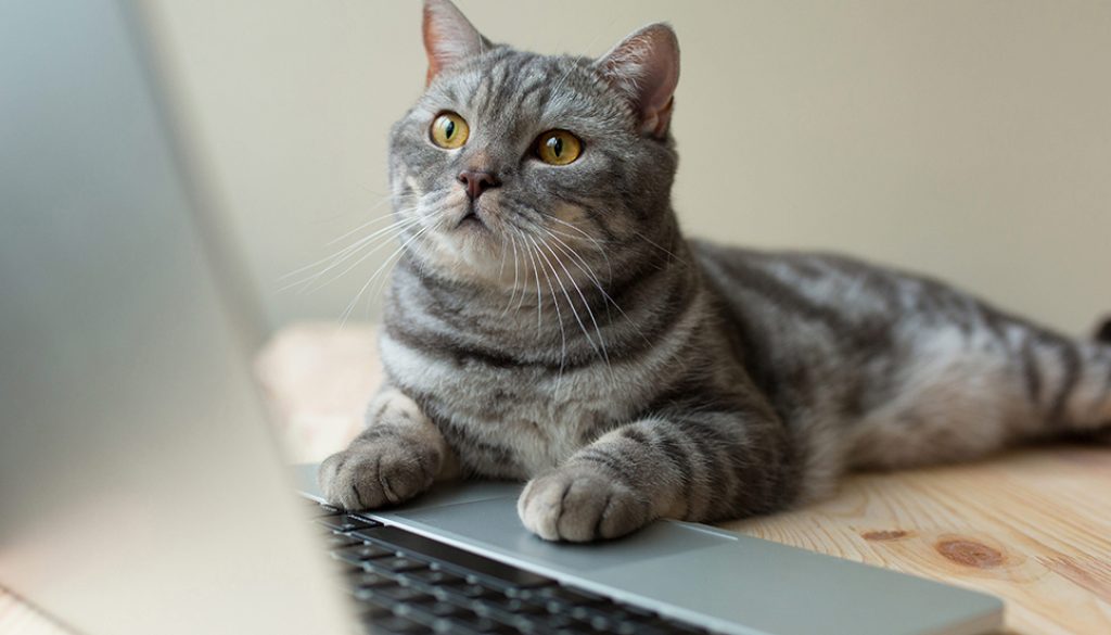 A cat sprawled on a desk, looking at a Computer Assisted Translation screen, hard at work!