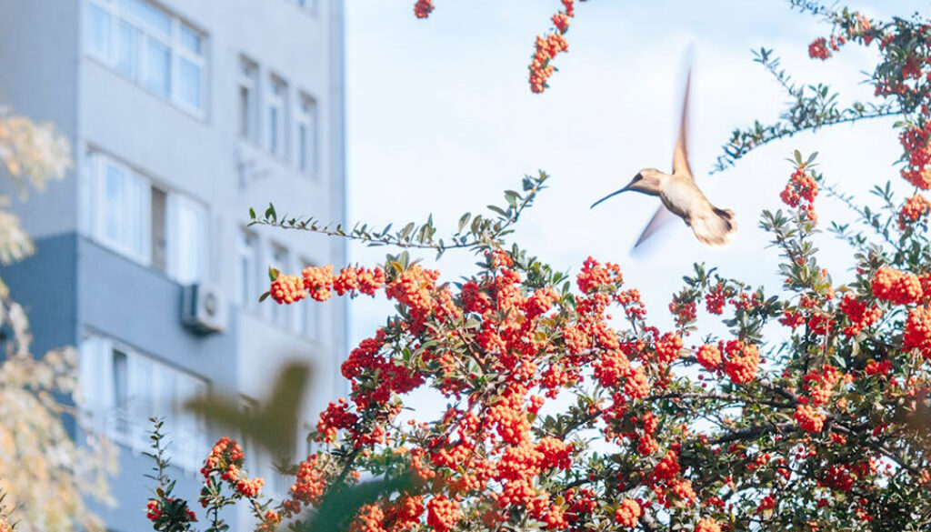 Urban Flora and Fauna