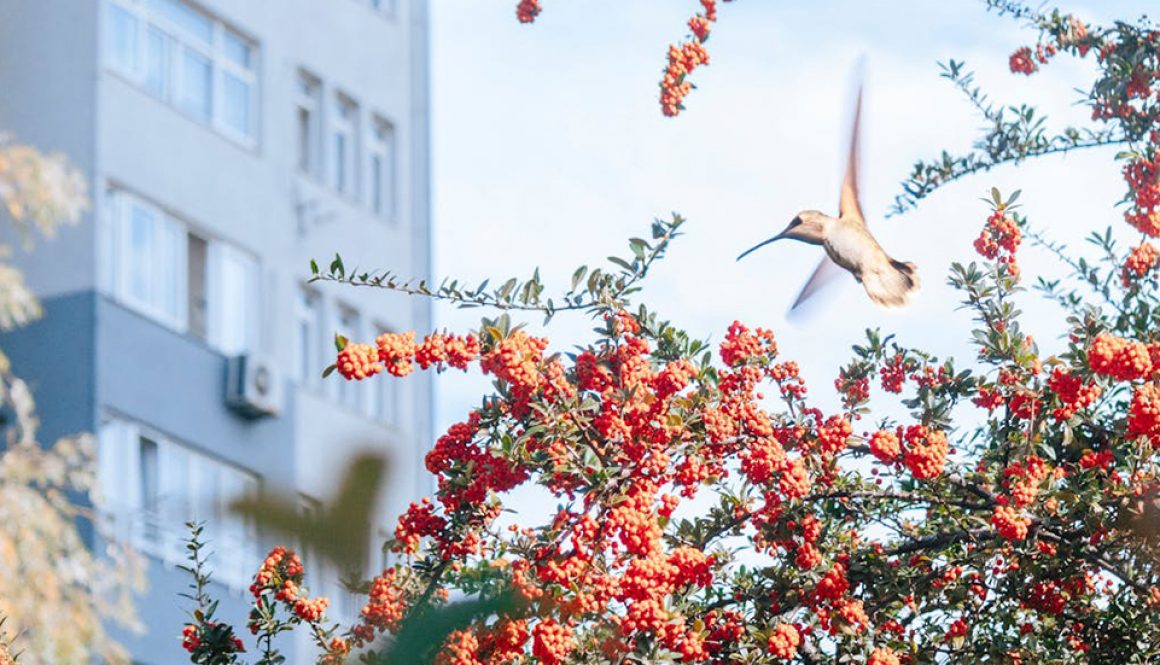 Urban Flora and Fauna