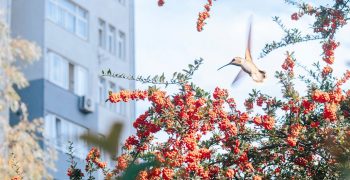 The Names of Nature: Urban Flora and Fauna