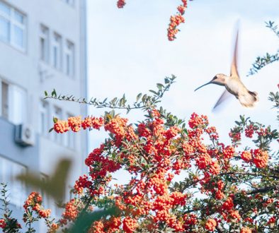 Urban Flora and Fauna