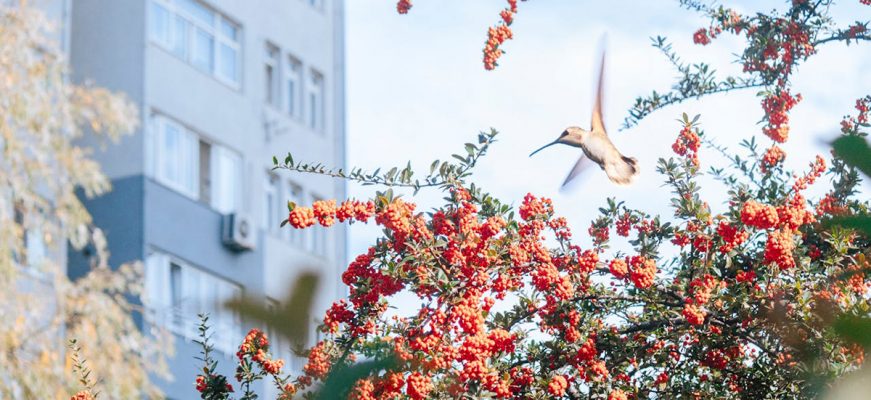 Urban-Flora-and-Fauna The Names of Nature: Urban Flora and Fauna