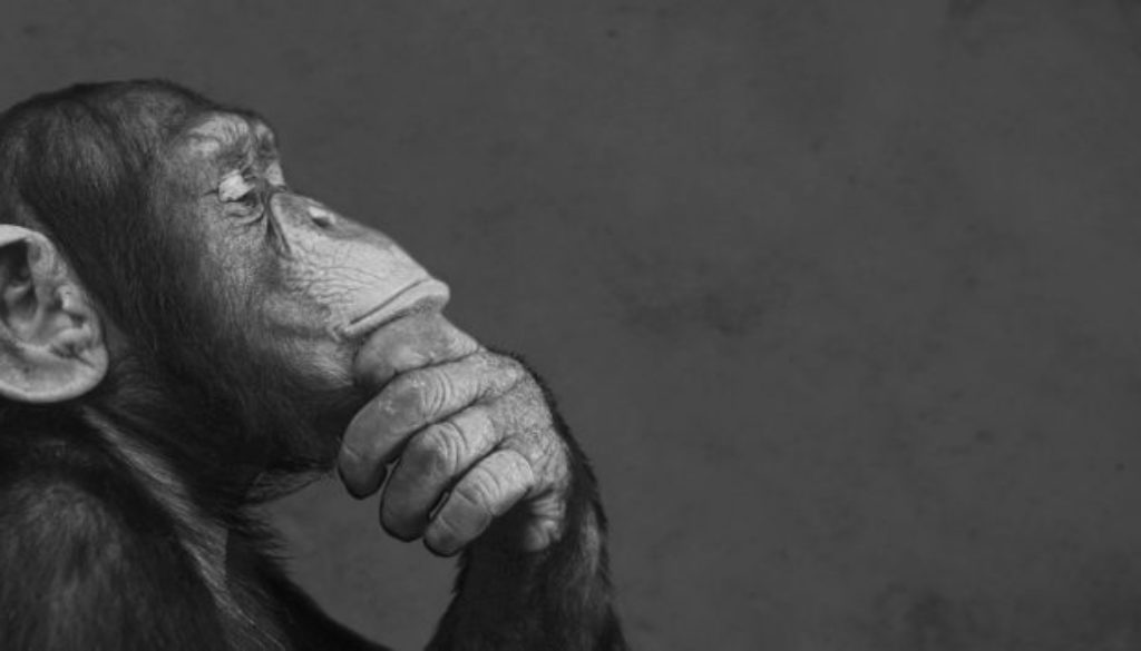why don't apes ask questions