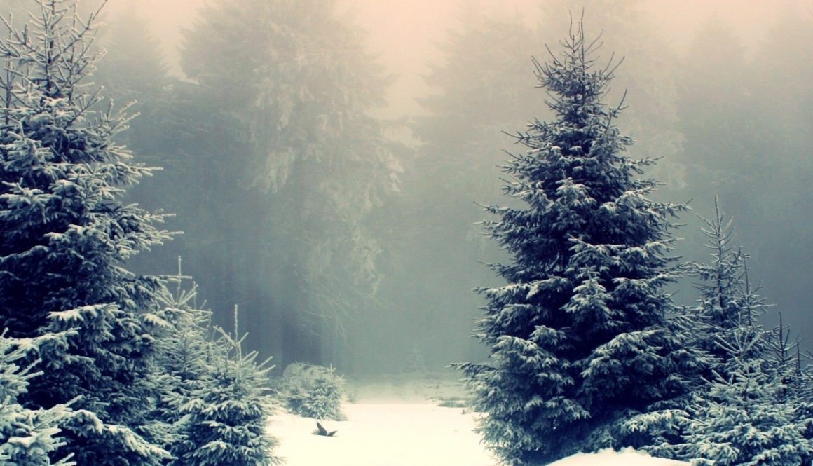 fir-tree-snow-wallpaper-2