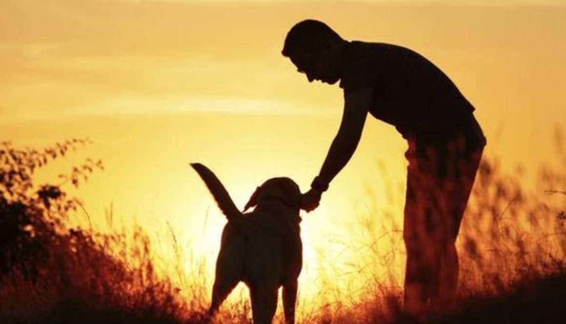 humans-dogs