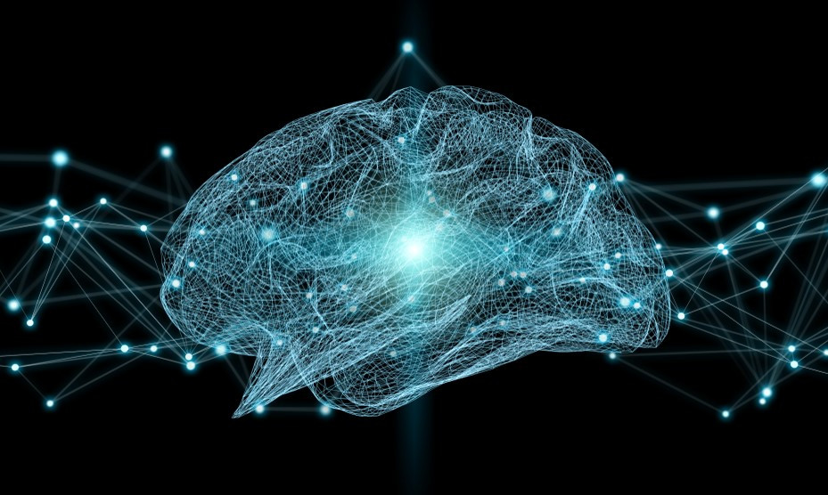 What is a neural Language Pathway?