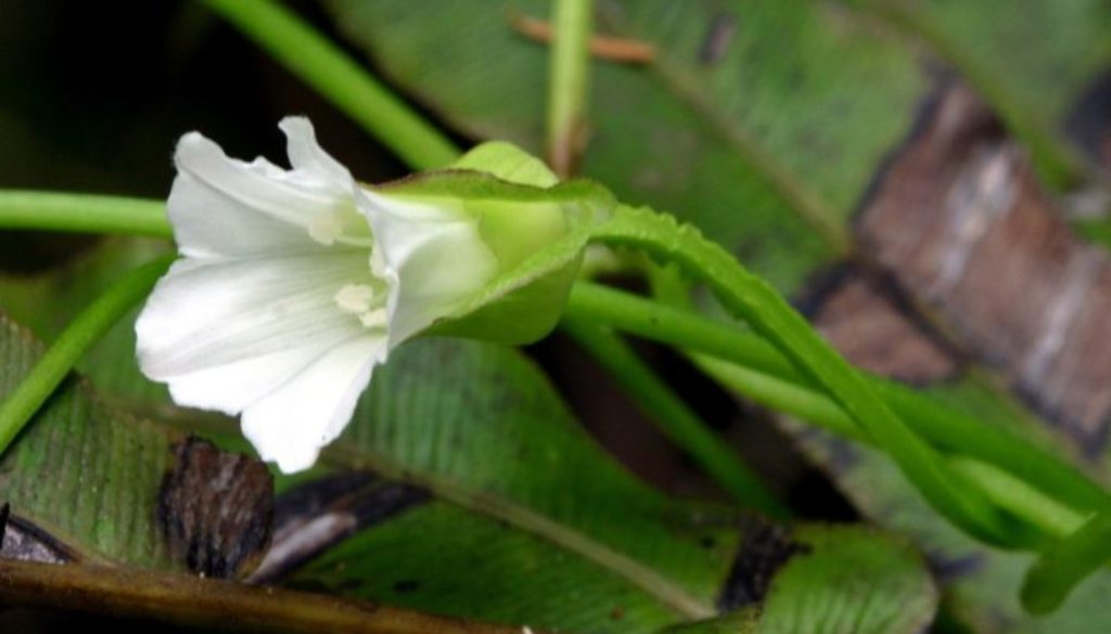 Coronavirus is named for the coronas on it's surface.