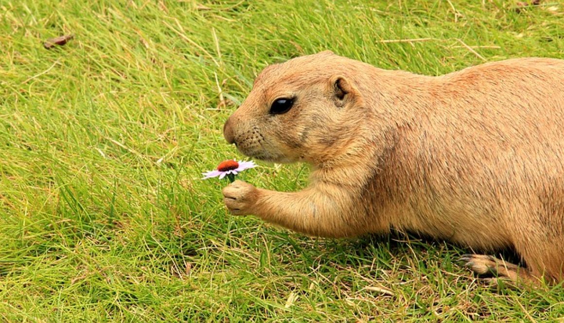 prairie-dog-1590375_960_720